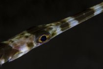 Vue rapprochée de l'oeil de poisson trompette sur fond noir — Photo de stock