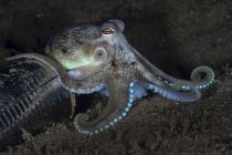 Mototi octopus near tin can on sandy bottom — Stock Photo