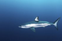 Короткоплавниковая акула мако плавает в голубой воде — стоковое фото