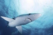 Блакитна акула плаває у блакитній воді — стокове фото