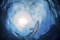 Vista inferior de um tubarão azul nadando em água azul — Fotografia de Stock