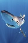 Крупним планом вид на блакитну акулу, що плаває у блакитній воді — стокове фото