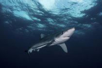 Un tiburón azul nadando en agua azul - foto de stock