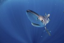 Vista de cerca de un tiburón azul nadando en agua azul - foto de stock
