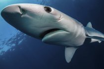 Close-up view of a blue shark swimming in blue water — Stock Photo