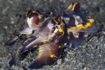 Pfeffers flamboyant cuttlefish on sandy bottom — Stock Photo