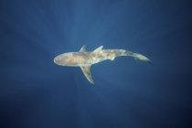 Темная акула плавает в голубой воде — стоковое фото