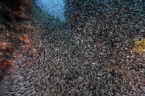Un banc dense de poissons-appâts sur le récif — Photo de stock