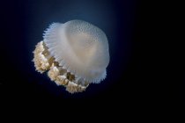 Large jellyfish floating in dark water — Stock Photo