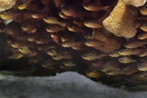 Nahaufnahme der Schwimmschule von gelbgestreiften Kardinalfischen — Stockfoto