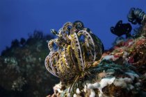 Primo piano vista della stella piuma crinoide sulla barriera corallina — Foto stock