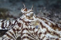 Close-up view of a mimic octopus muzzle — Stock Photo