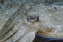 Close-up view of a broadclub cuttlefish muzzle — Stock Photo