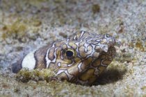Payaso serpiente anguila escondido en la arena - foto de stock