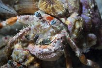 Vue rapprochée du crabe ermite en coquille — Photo de stock