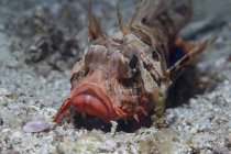 Closeup headshot of gurnard lionfish lying on sand — Stock Photo