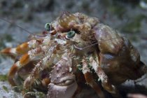 Vue rapprochée du crabe ermite sur fond sablonneux — Photo de stock