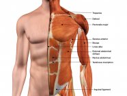Мужские передние грудные мышцы грудной клетки грудной клетки на белом фоне — стоковое фото