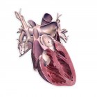 Sezione trasversale del cuore umano su sfondo bianco — Foto stock