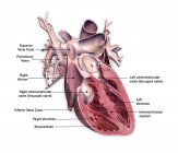 Secção transversal do coração humano com etiquetas em fundo branco — Fotografia de Stock