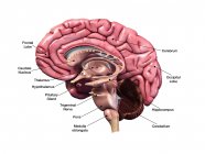 Sección sagital del cerebro humano con etiquetas sobre fondo blanco - foto de stock