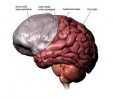 Humano cérebro meninges camadas com rótulos em fundo branco — Fotografia de Stock