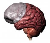 Meningi cervello umano strati su sfondo bianco — Foto stock