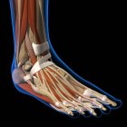 Vue dorsale du pied humain radiographie avec muscles — Photo de stock