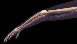 Людська рука з ліктьовим суглобом і рентгенівським випромінюванням кісток на чорному тлі — стокове фото