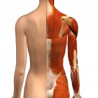 Vue arrière des muscles féminins avec une couche de peau fendue sur fond blanc — Photo de stock