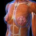 Anatomie thoracique et mammaire féminine sur fond noir — Photo de stock