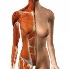 Músculos do peito e abdômen femininos com camada de pele dividida em fundo branco — Fotografia de Stock