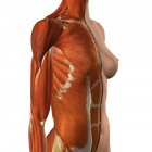 Muscles thoraciques et abdominaux féminins avec couche de peau fendue sur fond blanc — Photo de stock