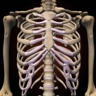 Front view of rib cage and spine on black background — Stock Photo