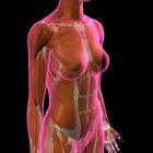 Músculos do peito e abdômen femininos em fundo preto — Fotografia de Stock