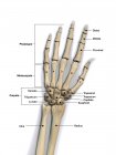 Bones of the human hand with labels on white background — Stock Photo