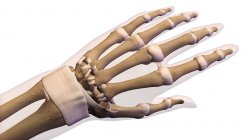 Huesos de la mano humana sobre fondo blanco - foto de stock