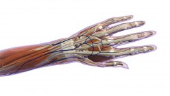 Анатомия человеческой руки на белом фоне — стоковое фото
