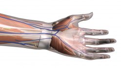 Vista ventrale di anatomia della mano su sfondo bianco — Foto stock