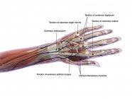 Анатомия человеческой руки с ярлыками на белом фоне — стоковое фото