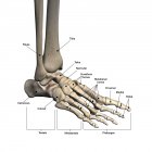 Ossos de pé humano com etiquetas em fundo branco — Fotografia de Stock