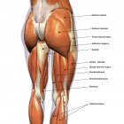 Vista trasera de los músculos de las piernas sobre fondo blanco, con etiquetas - foto de stock