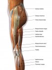 Muscoli femminili delle gambe con etichette su sfondo bianco — Foto stock