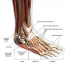 Анатомия человеческой ноги с ярлыками на белом фоне — стоковое фото