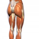 Visão traseira dos músculos do quadril e da perna no fundo branco — Fotografia de Stock