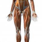 Vista frontal de los músculos de las piernas femeninas sobre fondo blanco - foto de stock