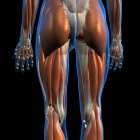 Vista laterale e posteriore dei muscoli femminili dell'anca e delle gambe su sfondo nero — Foto stock