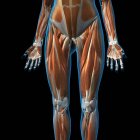 Передній вигляд м'язів жіночих ніг на чорному тлі — стокове фото