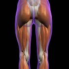 Hinteransicht der weiblichen Hüft- und Beinmuskeln auf schwarzem Hintergrund — Stockfoto