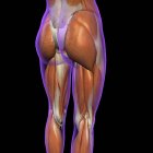 Vue latérale et postérieure des muscles féminins de la hanche et des jambes sur fond noir — Photo de stock